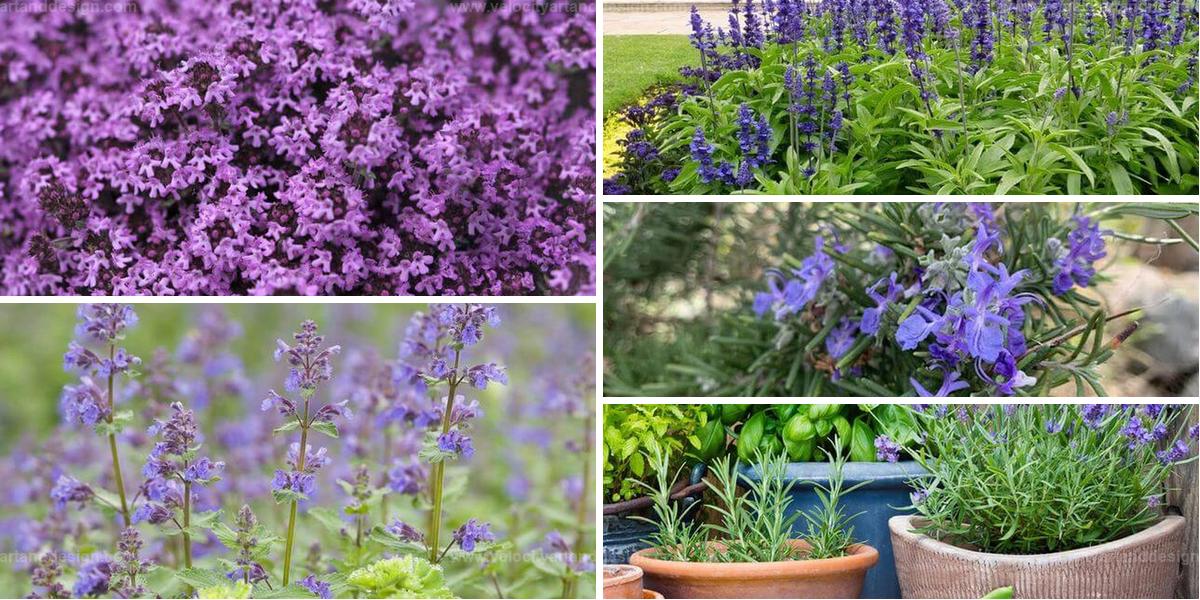 Best Herbs with Purple Flowers