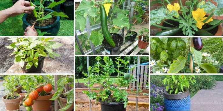 Best Summer Veggies for Pots & Containers