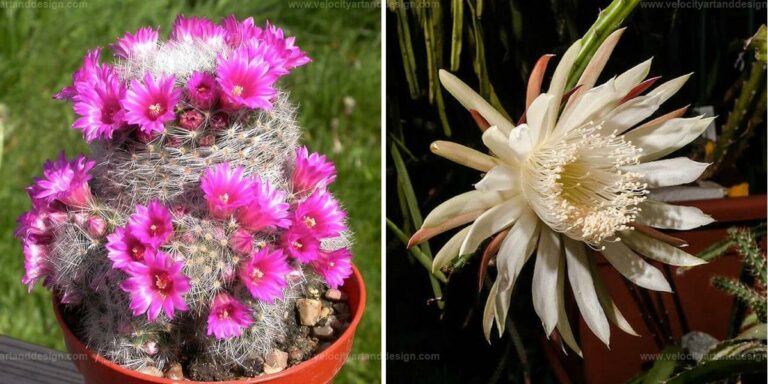 Best Flowering Cactus Varieties