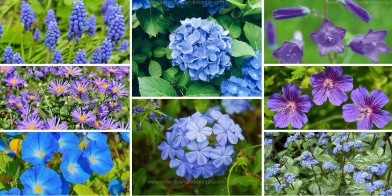 Best Blue Flower Varieties