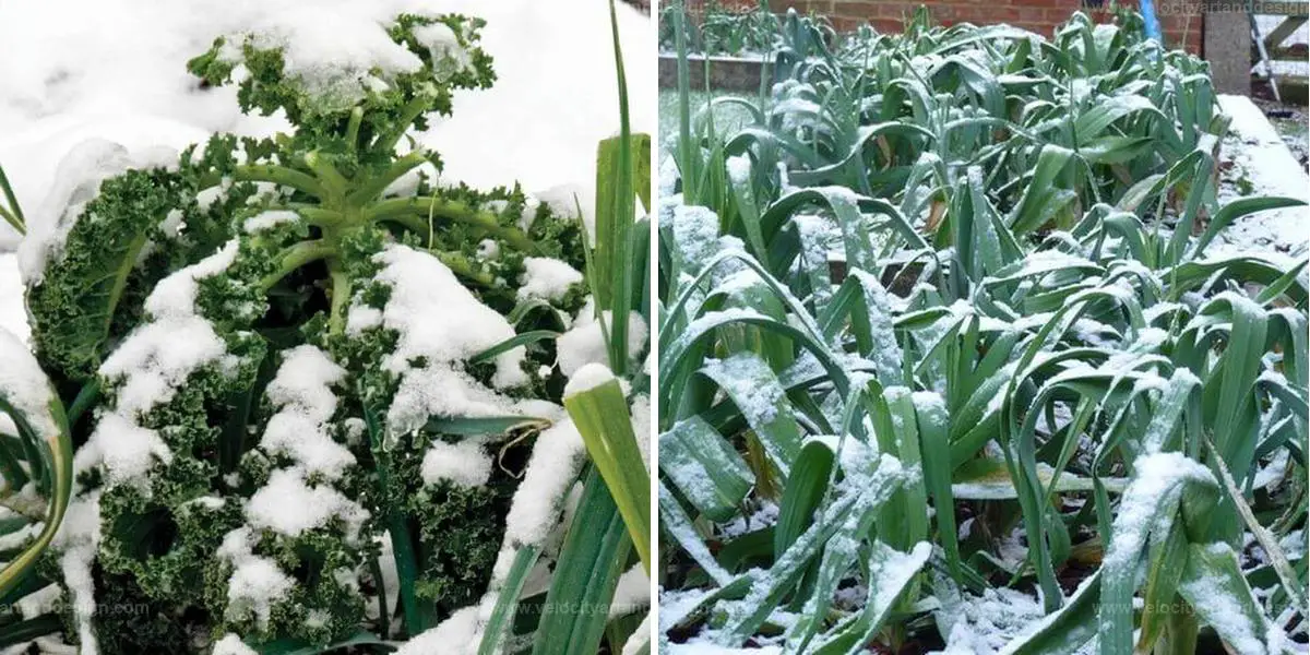 Top Herbs & Veggies That Thrive in Winter