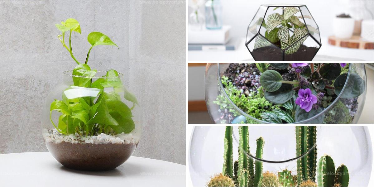 Top Terrarium Plants