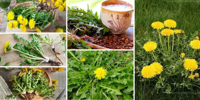 Best Benefits of Dandelion Roots