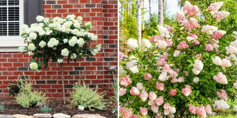 Best Hydrangea Tree Care for Beautiful Blooms