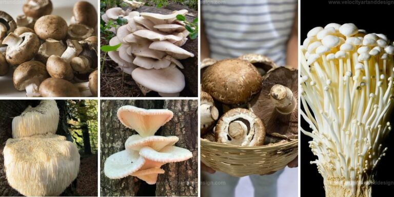 Top Edible Mushrooms