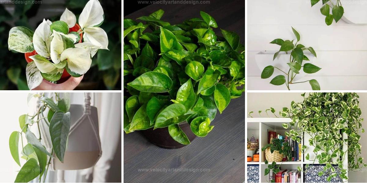 Top Pothos Plant Types