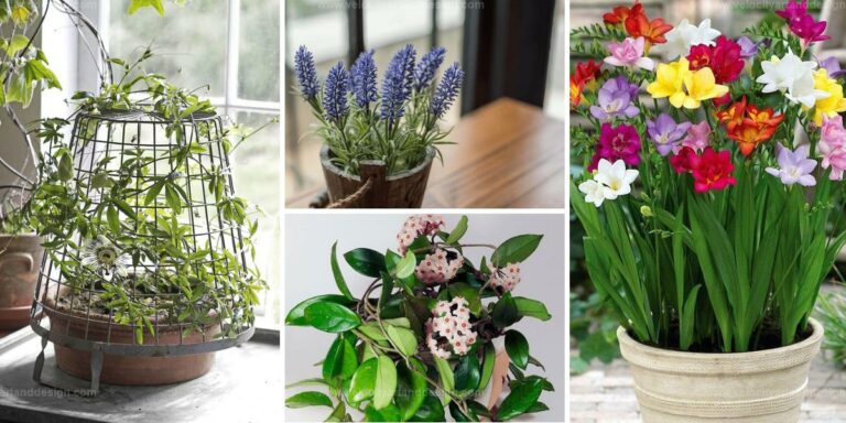 Best Houseplants For Fragrance