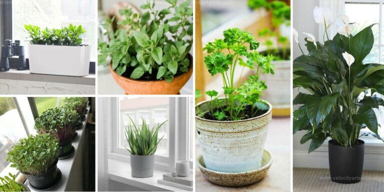 Best Kitchen Windowsill Plants