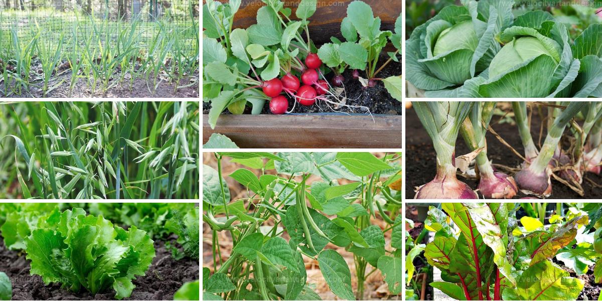 Top Companion Plants For Beets