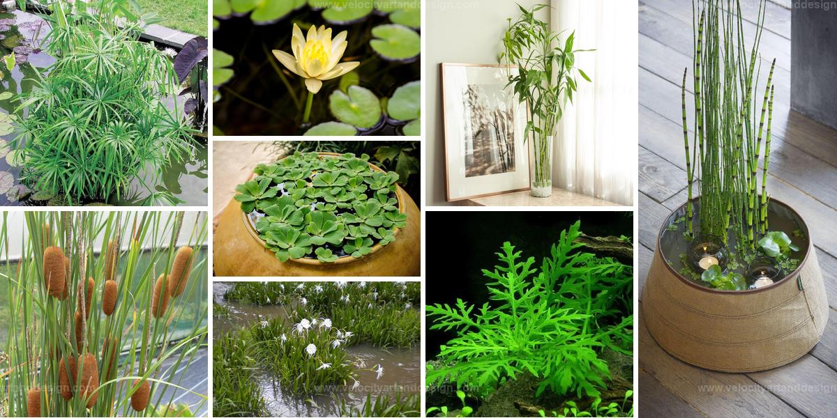 Best Water Plants for Mini Water Gardens