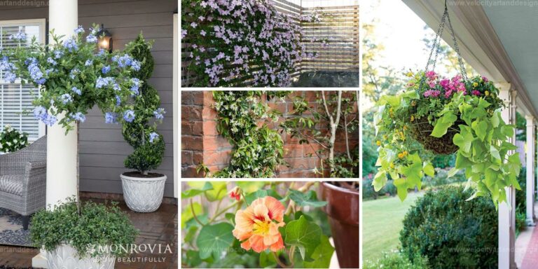 Best Vining Plants for Patio