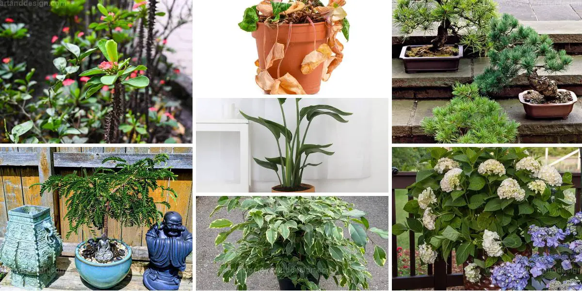 Best Plants to Avoid Indoors for Good Luck