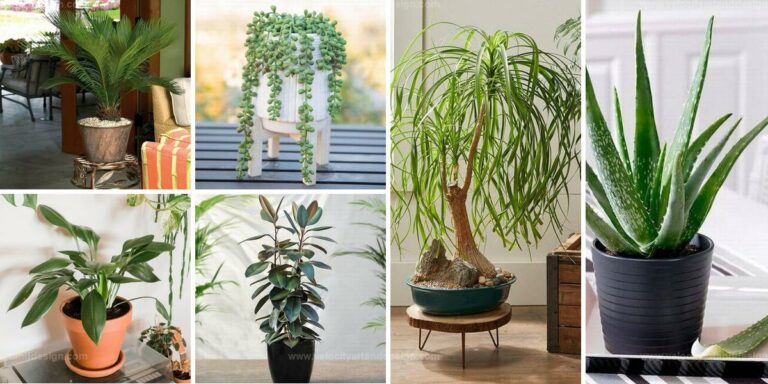 Best Low-Water Houseplants