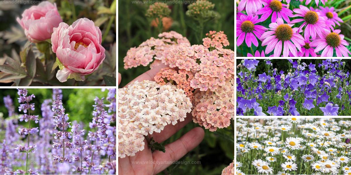 Top Perennial Flowers