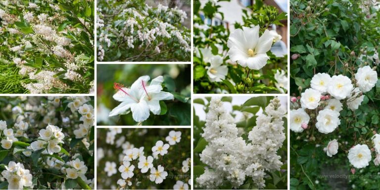 Top Bushes with Elegant White Flowers