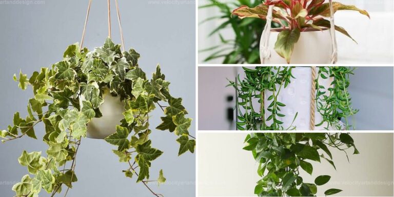 Best Low Light Hanging Plants