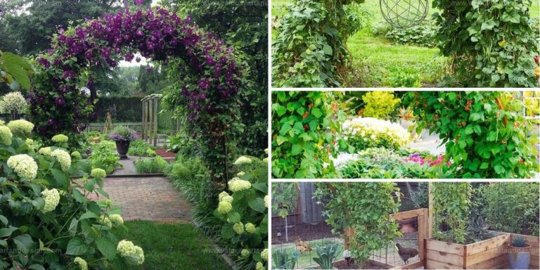 Top Garden Trellis Inspirations