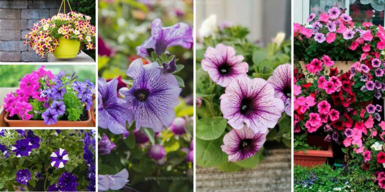 Best Tips for Petunia Care