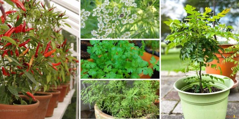 Best Spices To Grow In Pots