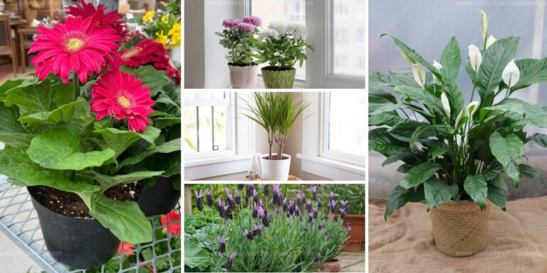 Best Mood-Boosting Indoor Plants