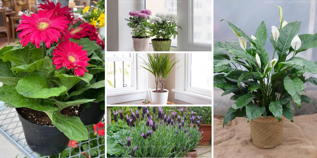 Best Mood-Boosting Indoor Plants