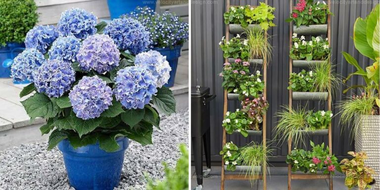 Best Patio Planter Projects for Gardens