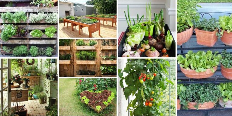 Top Vegetable Garden Tips