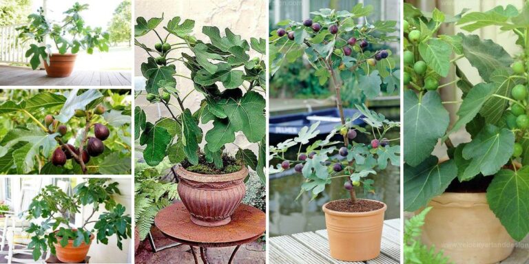 Best Steps to Grow Figs from Cuttings