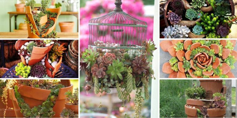 Best Broken Pot Garden Ideas