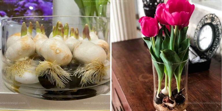 Top Steps for Tulip Blooms in Water