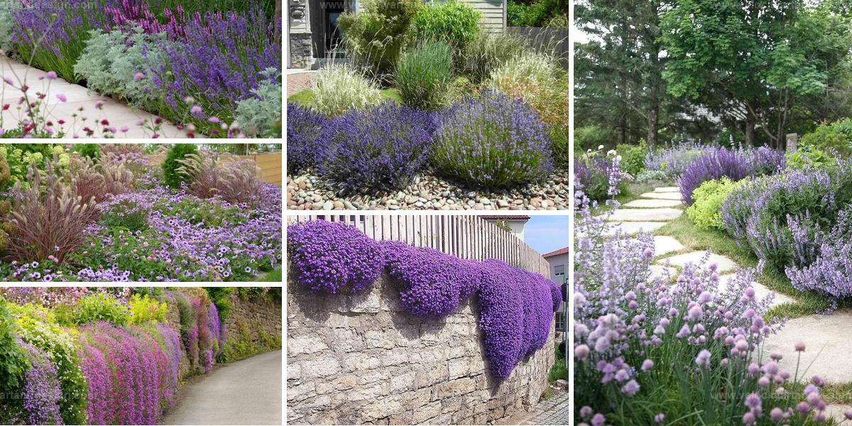 Best Purple Plant Landscaping Ideas