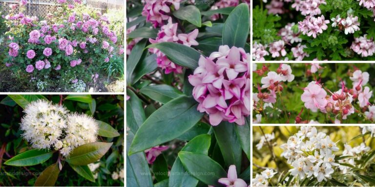 Top Citrus-Scented Flowers