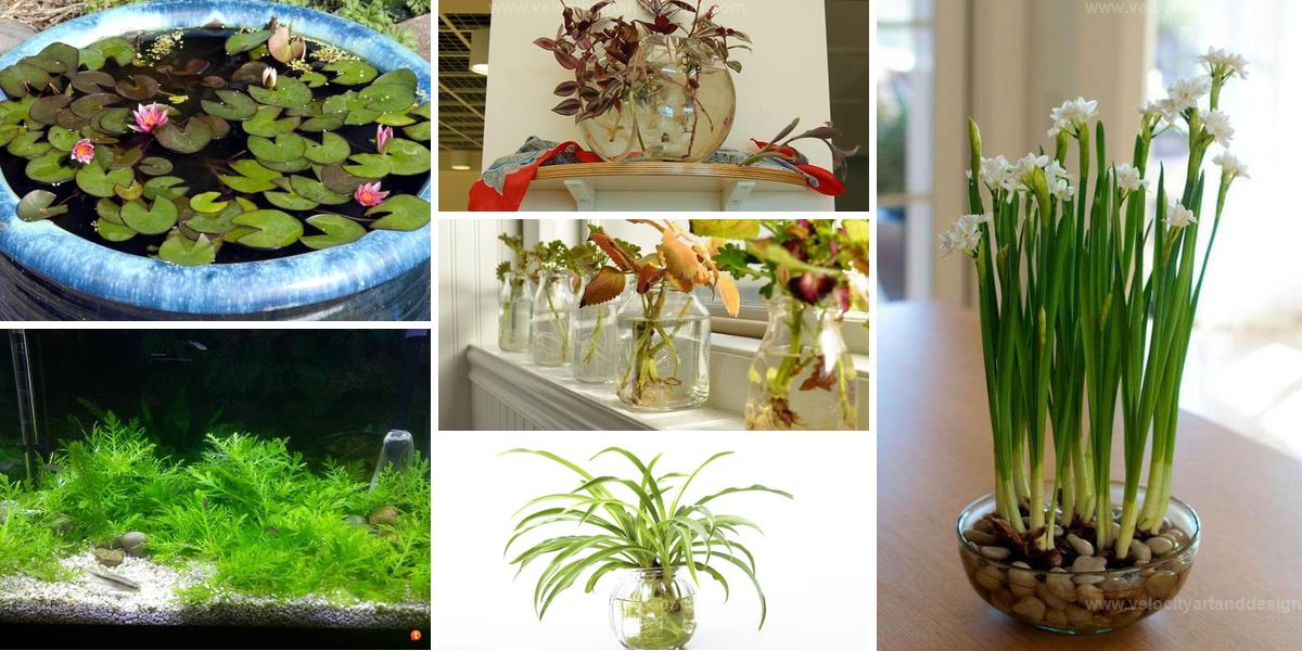 Best Indoor Water Garden Plants