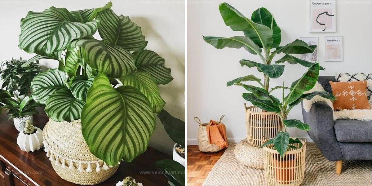 Best Large Leaf Houseplants