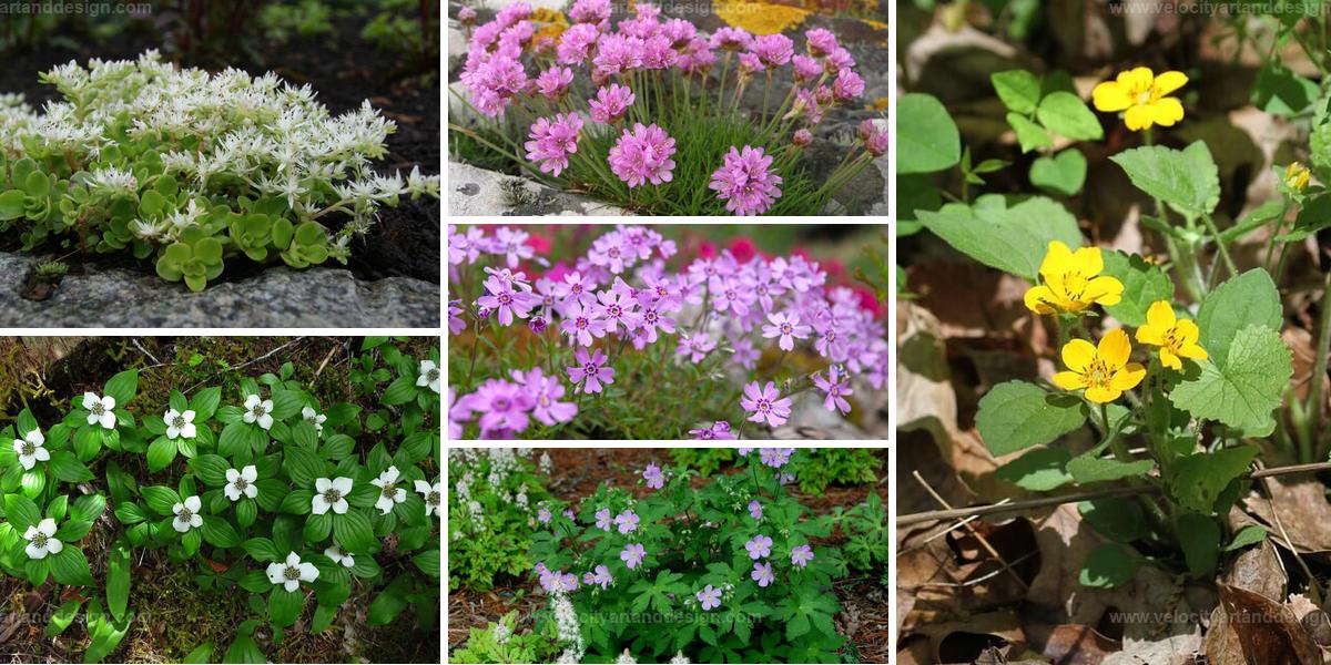 Best Low-Maintenance Ground Cover Plants