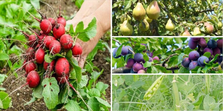 Best Crops for a Rich Harvest