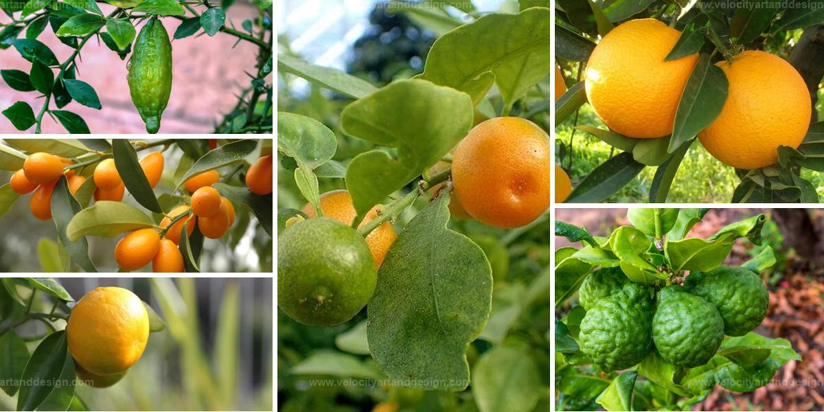 Best Citrus Trees for Small Gardens