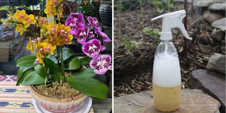 Best Ingredient to Revive a Dying Orchid