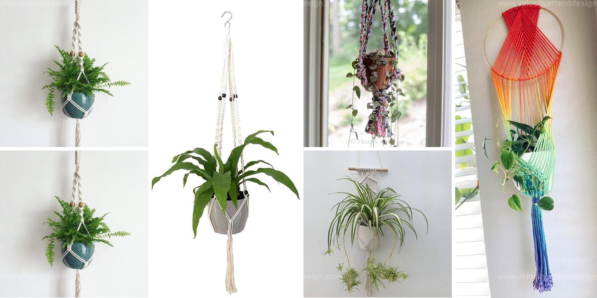 Best Houseplants for Macrame Hangers