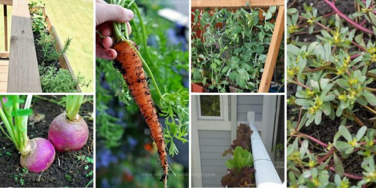 Best Railing-Friendly Vegetables for Small Gardens