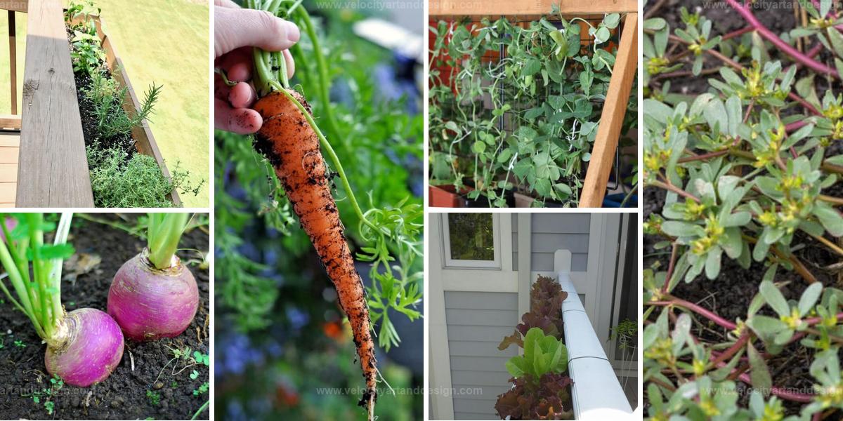 Best Railing-Friendly Vegetables for Small Gardens