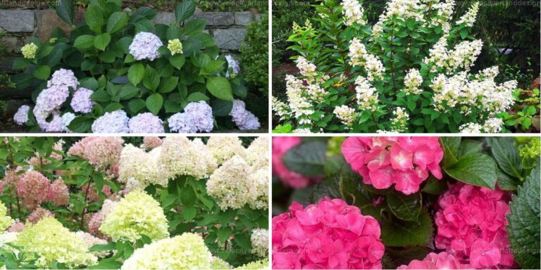 Top Small Hydrangea Varieties