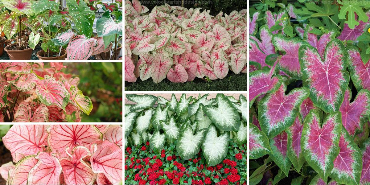 Best Tips for Growing Vibrant Caladiums in Your Garden