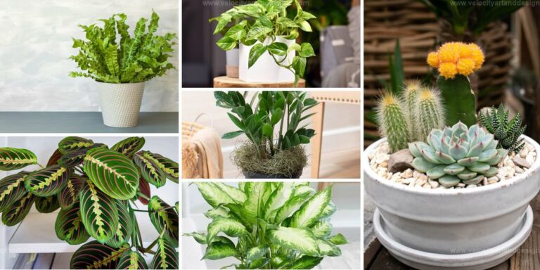 Best CO2-Absorbing Houseplants for Healthy Air