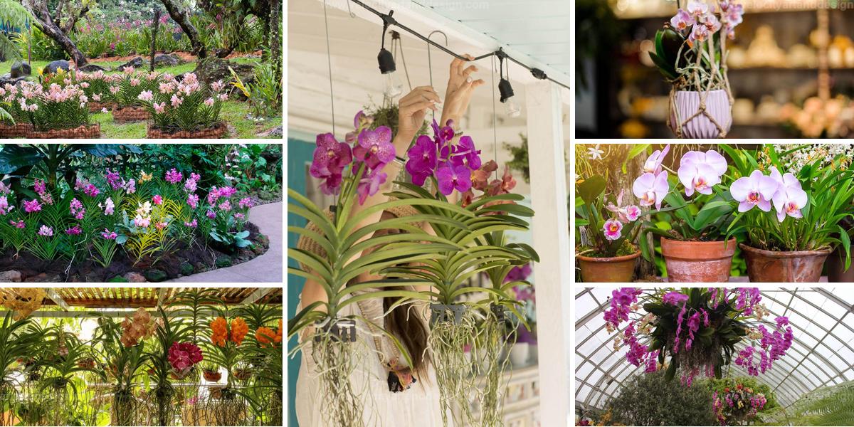 Top Orchid Display Ideas