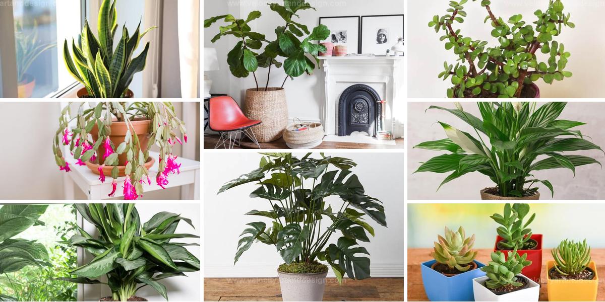 Top Winter Houseplants