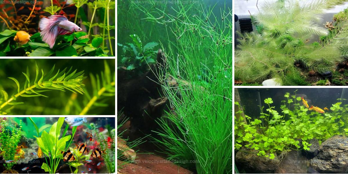 Best Aquarium Plants