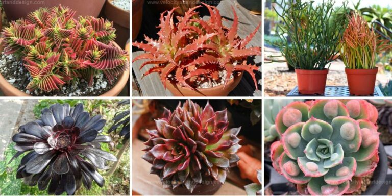 Best Color-Changing Succulents