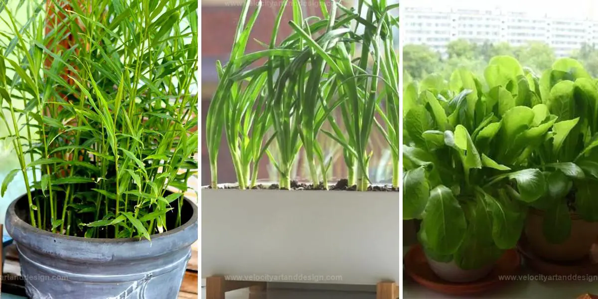 Best Vegetables and Herbs for Indoor Growing