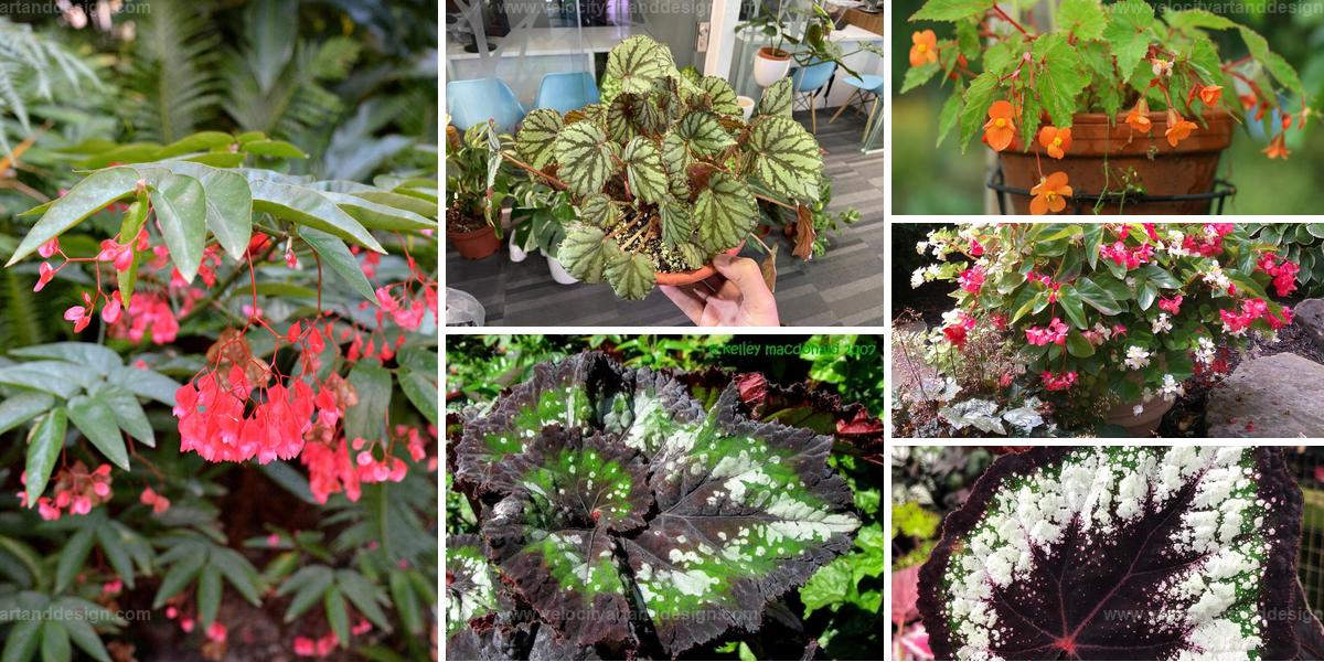 Top Weeping Begonia Varieties